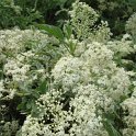 Sambucus nigra 'Pulverulenta' fleur detail P18